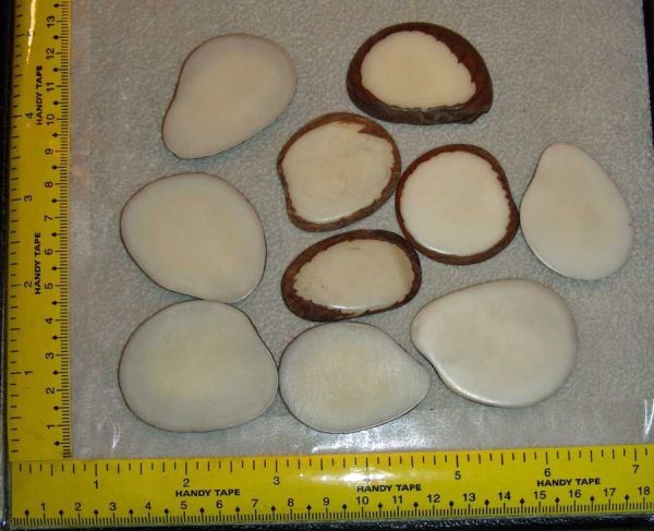 Tagua Nut Slice - Polished