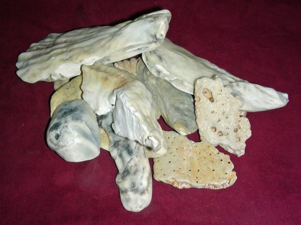 Sea Shell pieces