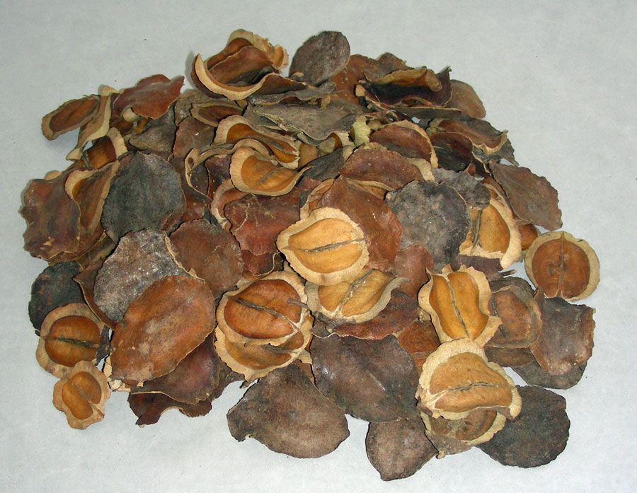 Jacaranda Pods