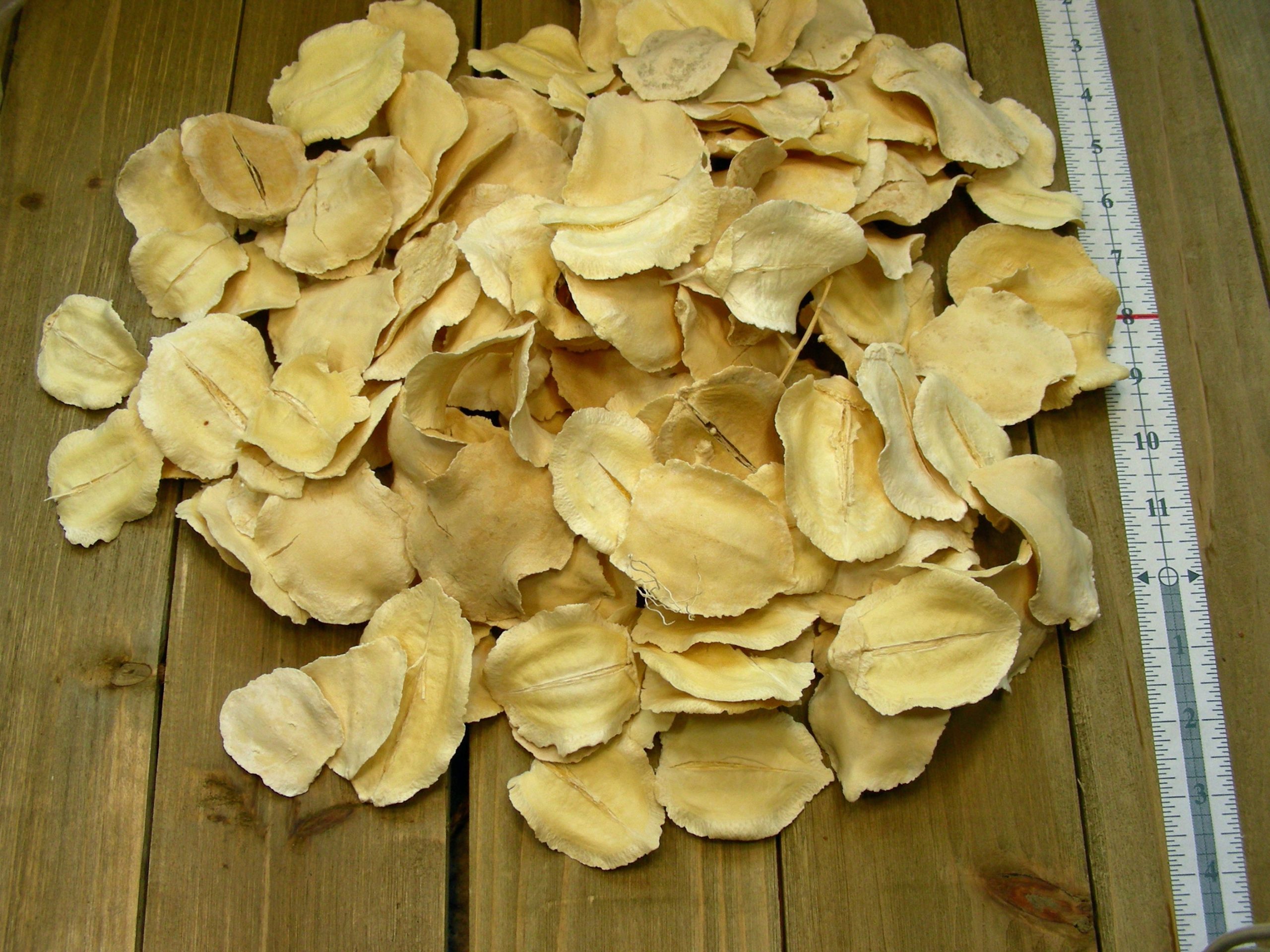 Jacaranda Pod Bleached