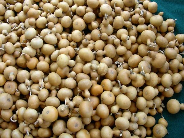 Mini Nigerian gourds