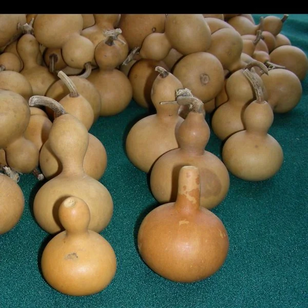 Mini Nigerian gourds