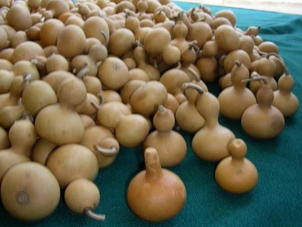 Mini Nigerian gourds