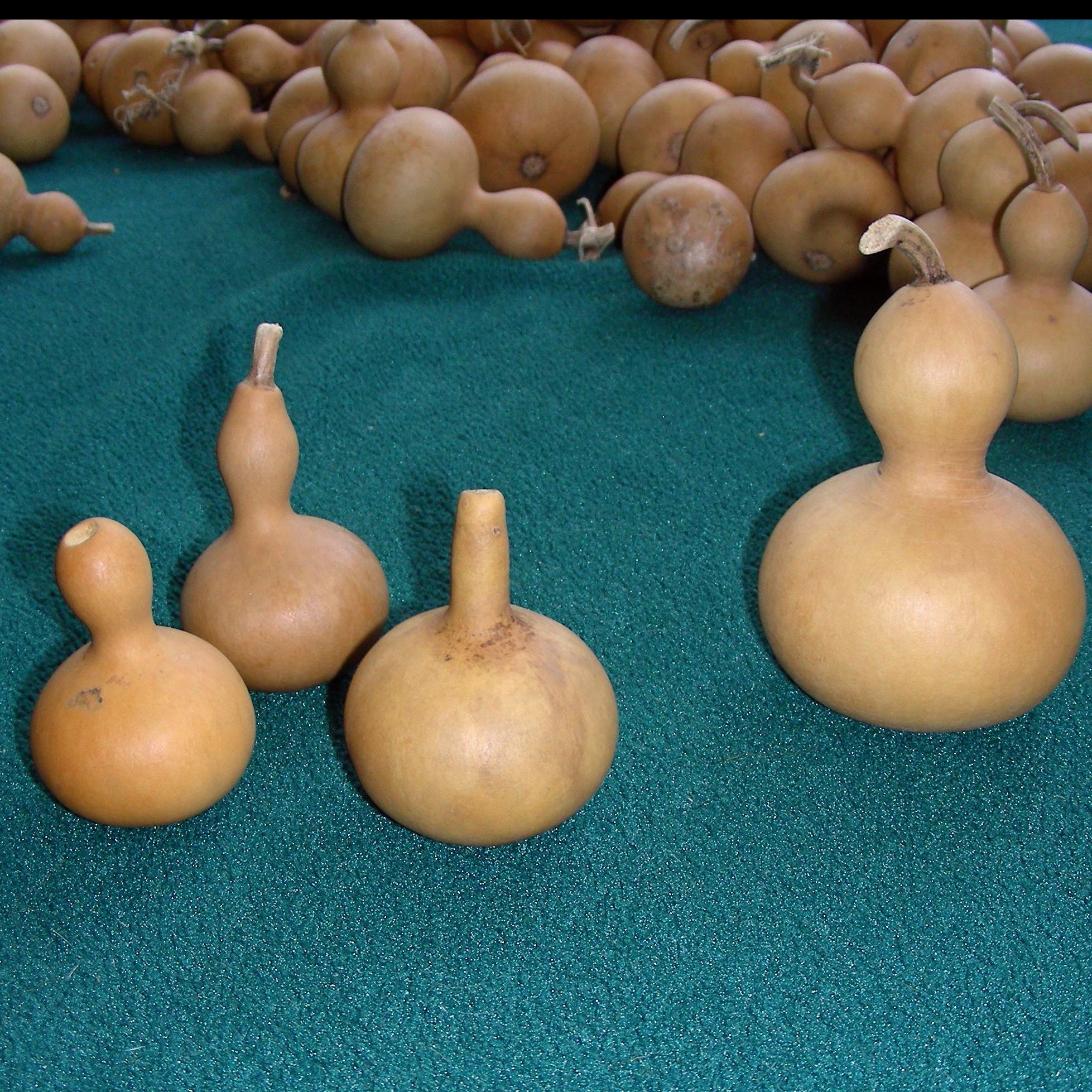 Mini Nigerian gourds