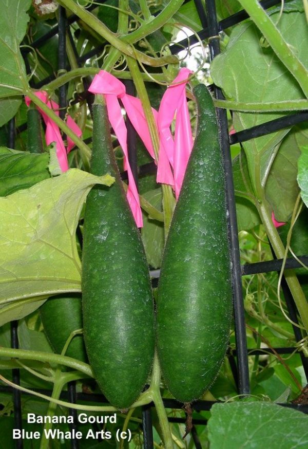 Banana Gourd Seeds