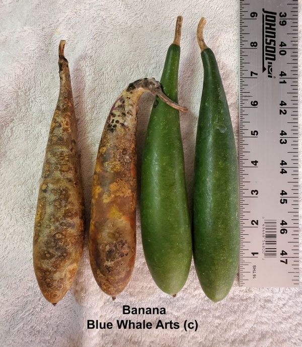 Banana Gourd Seeds