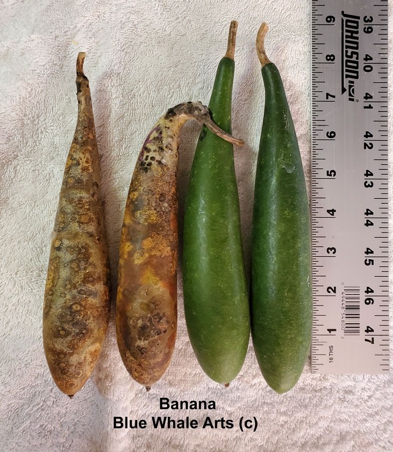 Banana Gourd Seeds