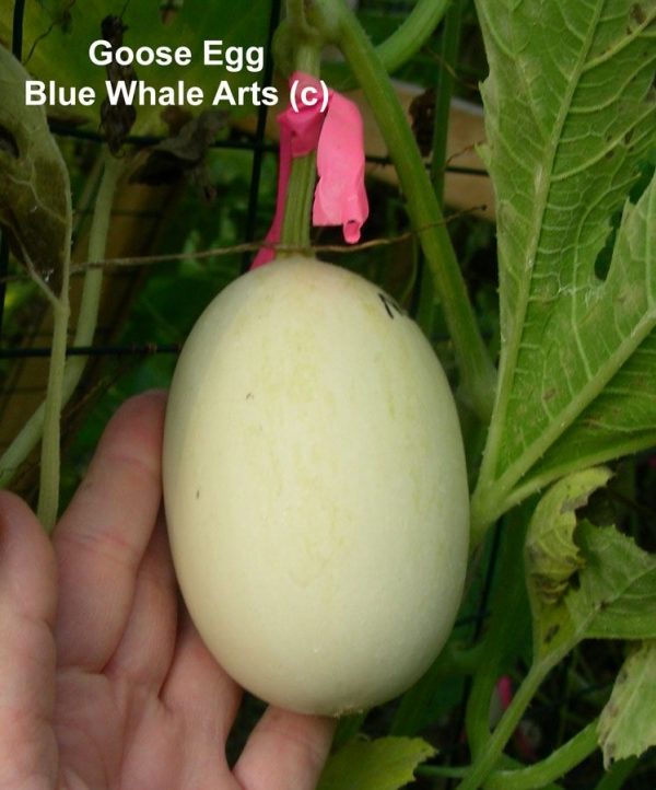 Goose Egg Gourd Seeds