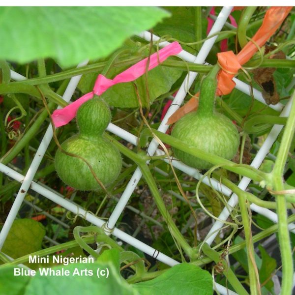 Mini Nigerian Bottle Gourd Seeds