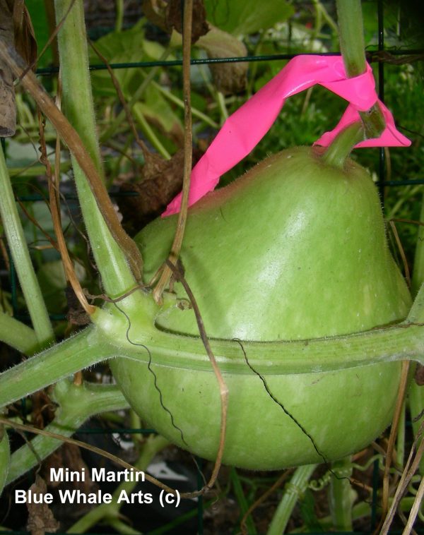 Mini Martin gourd seeds