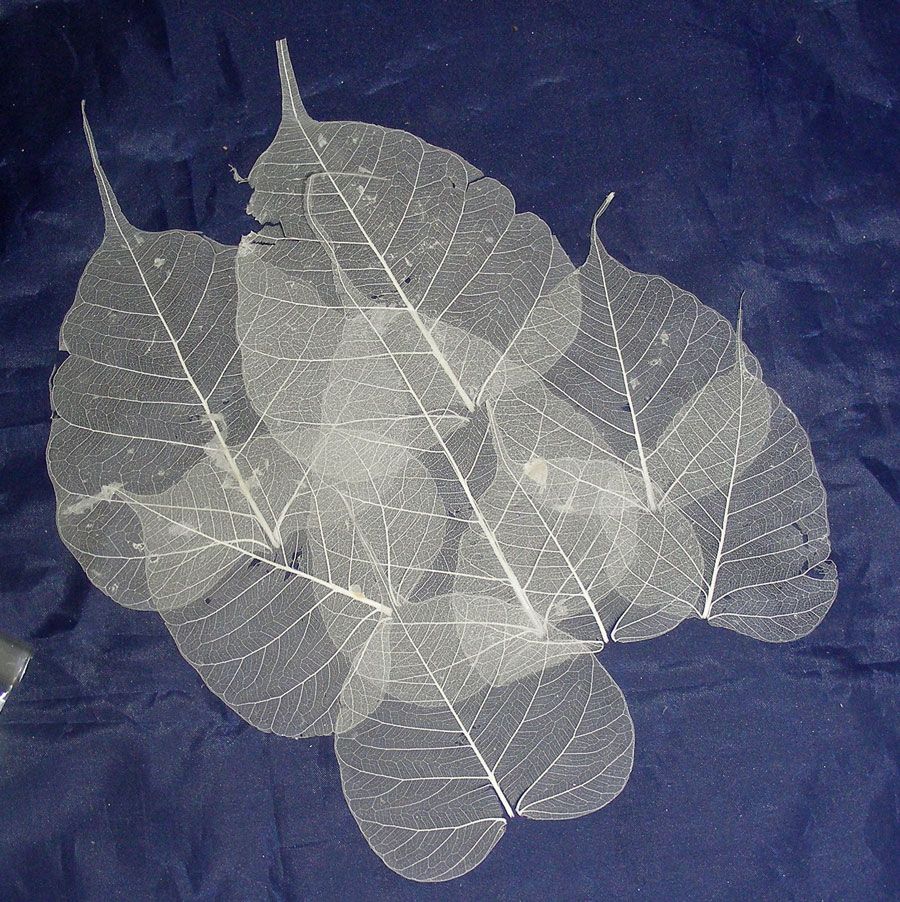 Skeletal Peepul Leaves