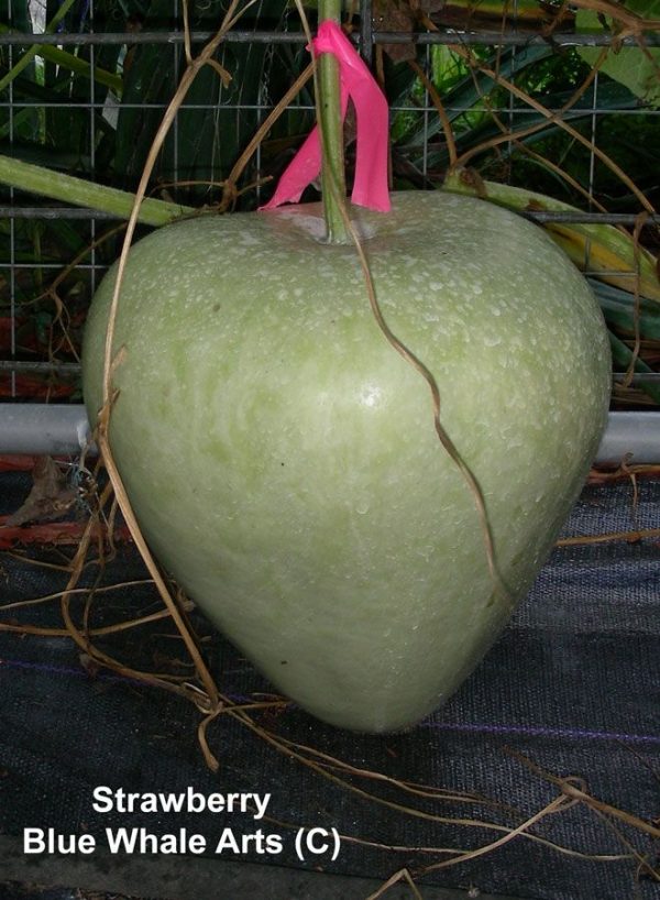 Strawberry Gourd Gourd Seeds