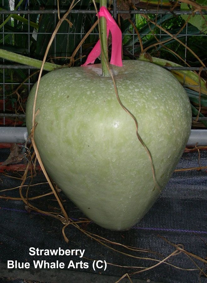 Strawberry Gourd Gourd Seeds