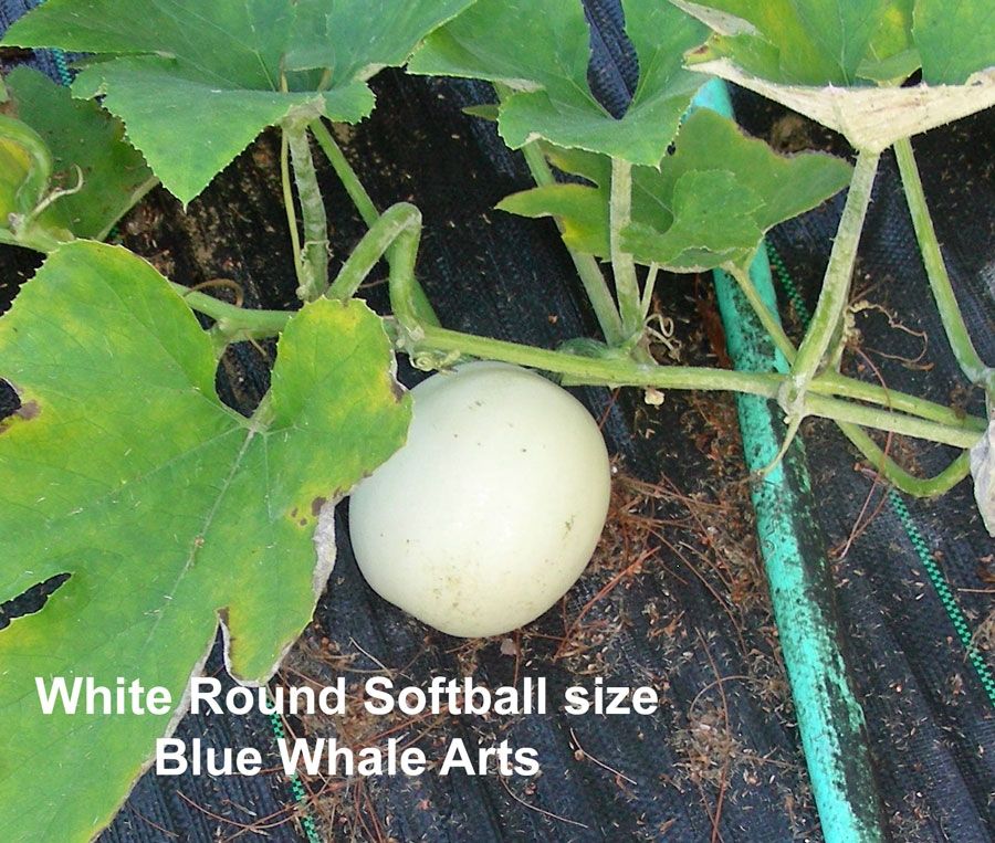 White Round Gourd Seeds