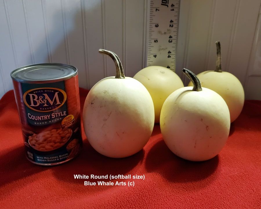 White Round Gourd seeds