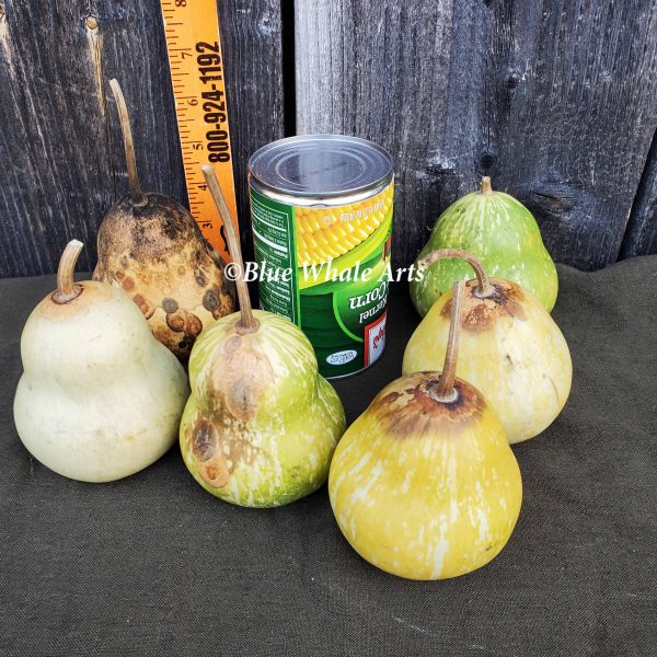 4" Pear Gourd