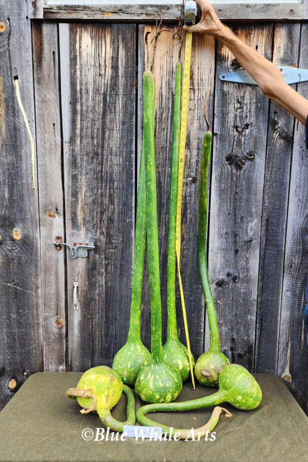 Extra Long Handle Dipper Gourd Seeds