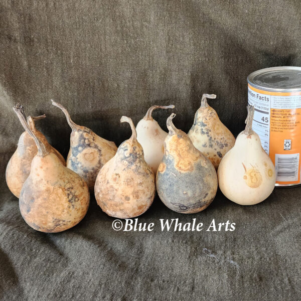 White pear gourd seeds