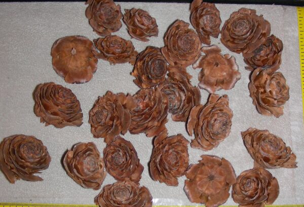 Cedar Roses (2)